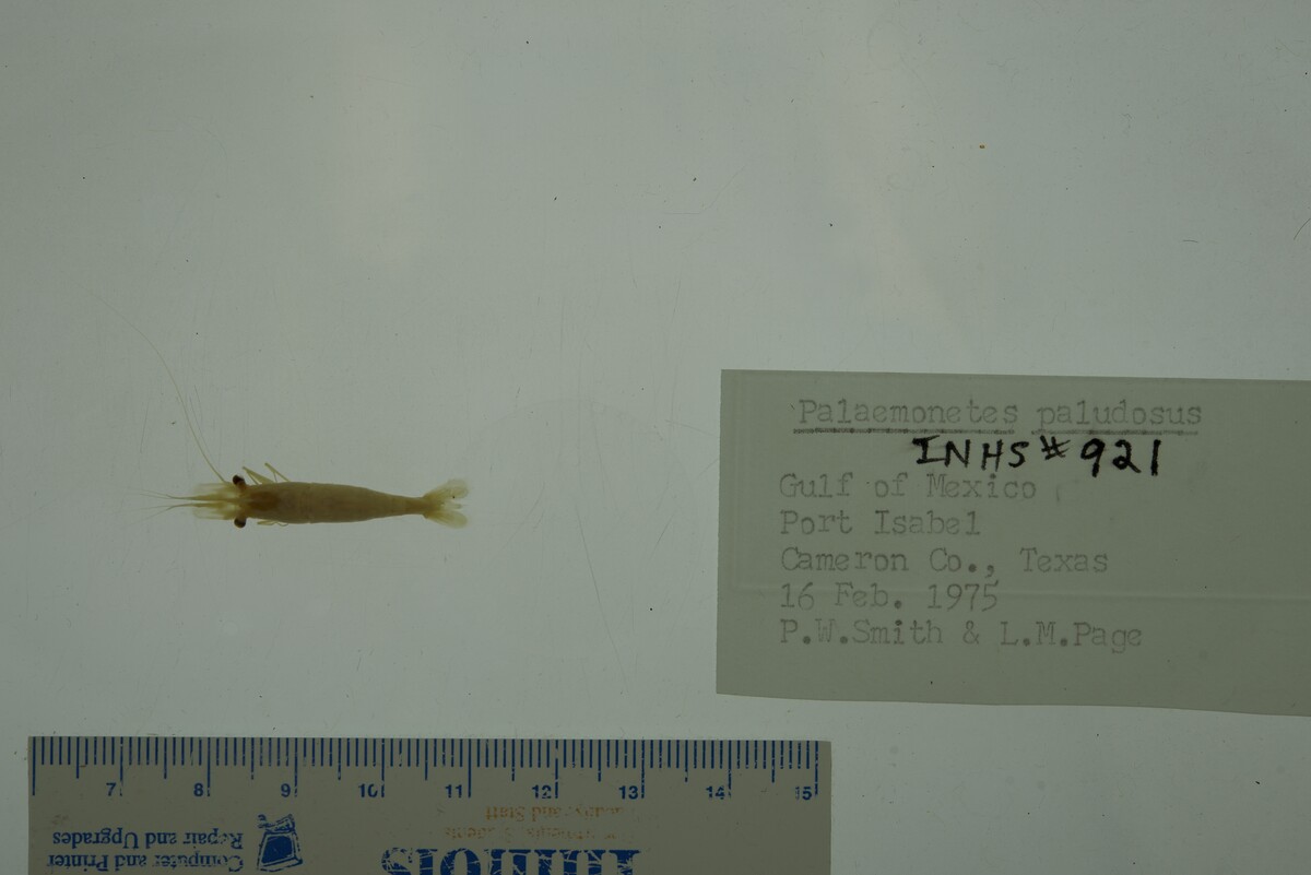 Palaemonetes paludosus image